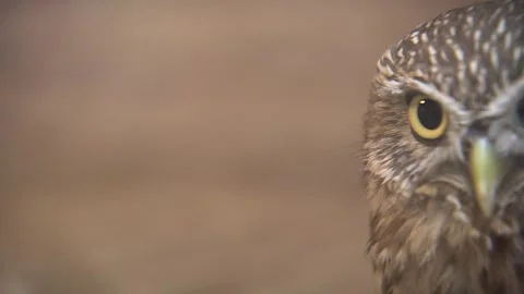 The owl bird is in the frame 3 Stock Footage 316763459