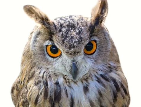 Owl bird head Stock Photos