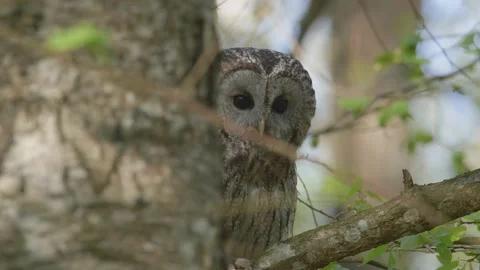 Owl bird hooting in spring forest at sunlight, call of tawny owl Stock Footage 172030603