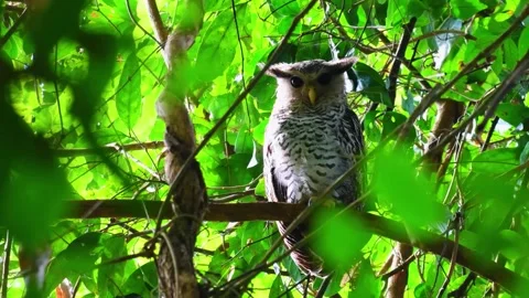 Owl bird lands on a tree branch Stock Footage 284846464