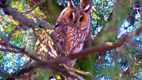 Owl bird lands on a tree branch Stock Footage 284846691