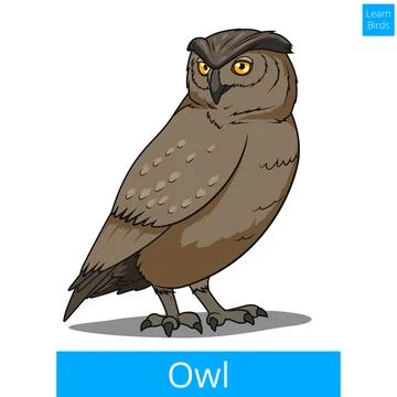 Owl bird learn birds educational game vector Illustrazione stock