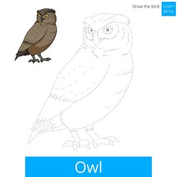 Owl bird learn to draw vector Stock Illustration