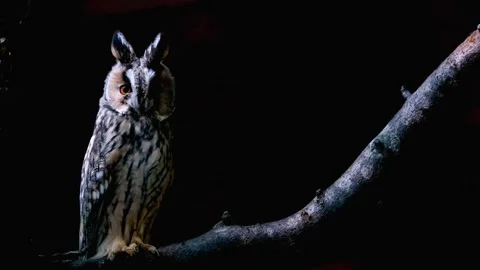 Owl bird night bird Video stock 270089232