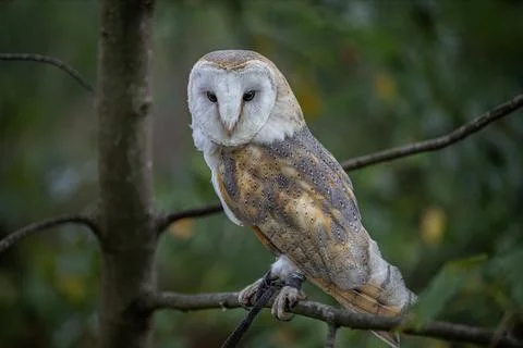 Owl bird perched Stock Photos