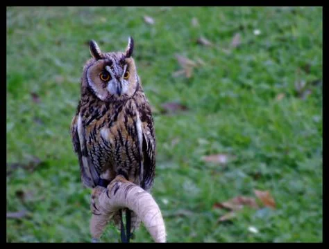 Owl Bird Stock Photos