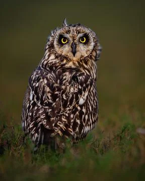 Owl Bird Stock Photos