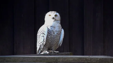 Owl. bird. slow motion. animals Stock Footage 32232707