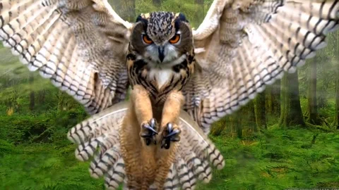 Owl bird wings Stock Footage 269213015