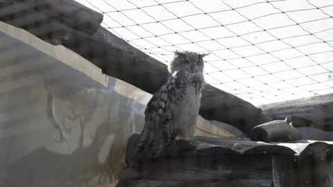 Owl bird in zoo cage, background, close-up Stockbeeldmateriaal 317088293