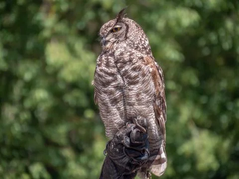 Owl at birdshow Stock Photos