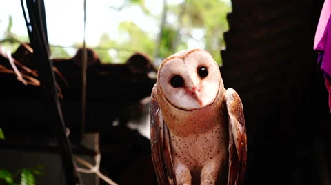 Owl with black eyes. Stock-Footage 60215959