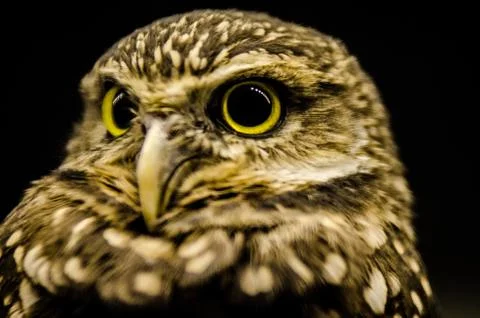 Owl on Black Stock Photos