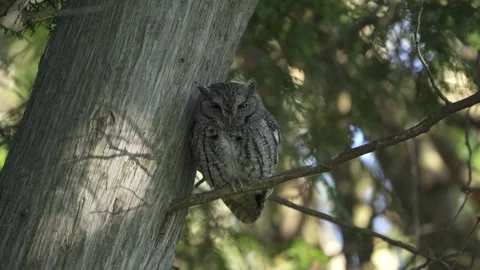 Owl Blending Seamlessly with Tree Trunk in Forest Setting Stock Footage 336800813
