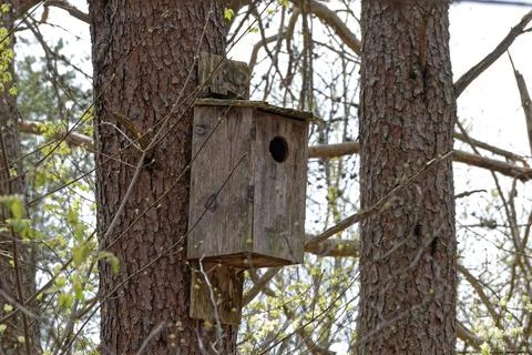 Owl box on a tree Stock Photos