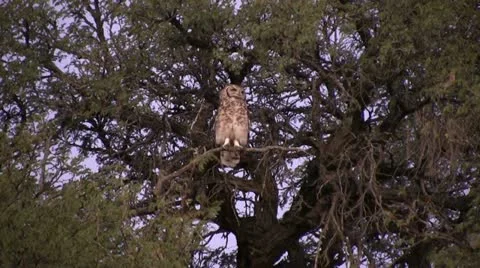 Owl on branch Stock Footage 12146785