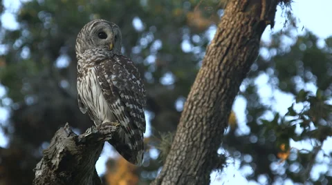 Owl on Branch Stock Footage 58862851