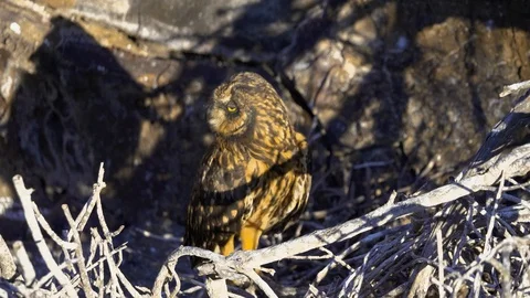 Owl on a branch in the Galapagos Stock Footage 94201842