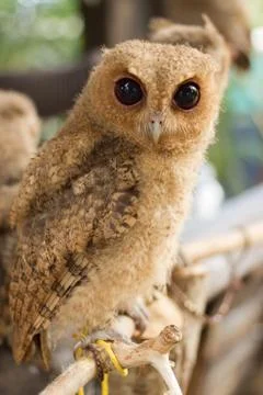Owl on the branch Stock Photos