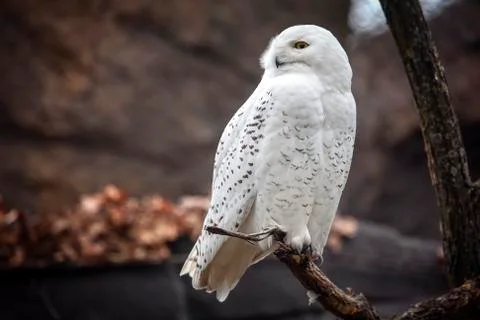 Owl on the branch Stock Photos