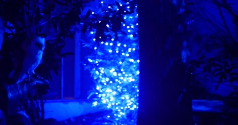 Owl in bright blue lights close up Stock-Footage 166664249