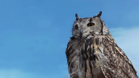 Owl Bubo Bengalensis Stock Footage 69996334