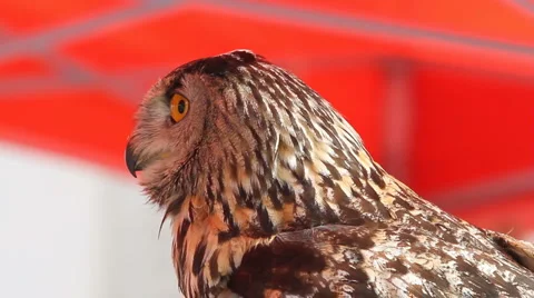 Owl (Bubo bubo) Stock Footage 6530409