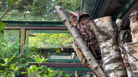 Owl Bubo In The Park Stock Footage 203960245