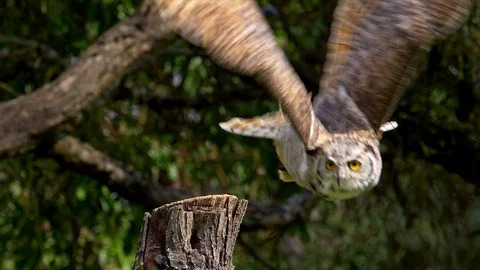 Owl Bubo taking off Stock Footage 101400590