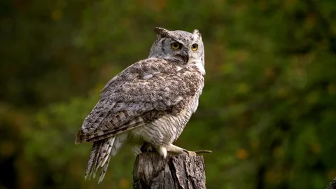 Owl Bubo taking off Stock Footage 101409372