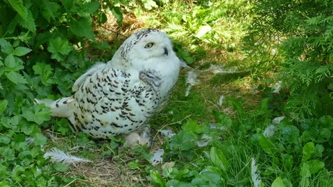 Owl in the bush 動画素材 204803618