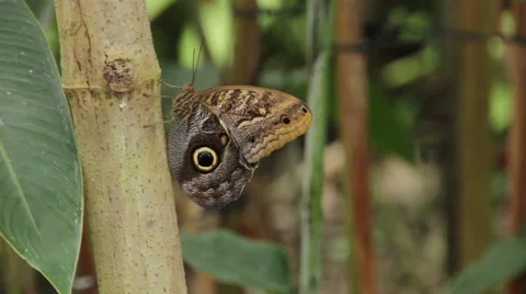 Owl Butterfly 1 Stock Footage 59707652