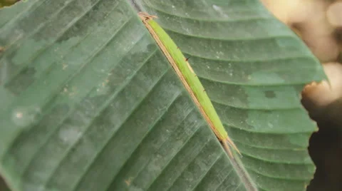 Owl Butterfly Caterpillar Larvae 1 스톡 동영상 59707053