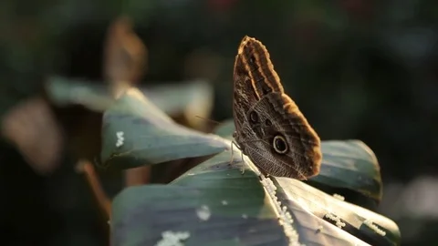Owl butterfly eggs Stock Footage 71731962