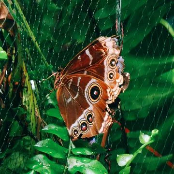 Owl Butterfly with Eyespot Patterns on Mesh Stock Photos