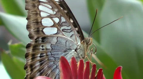 Owl butterfly Stock Footage 753254