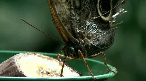 Owl butterfly Stock Footage 779130