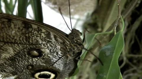 Owl butterfly Stock Footage 779232