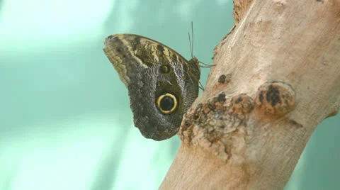 Owl Butterfly Stock Footage 26104478