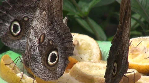 Owl Butterfly Vídeos de archivo 45628702