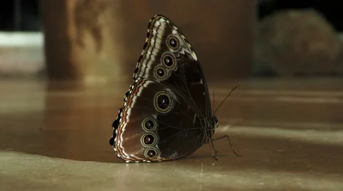 An owl butterfly Stock Footage 68943835