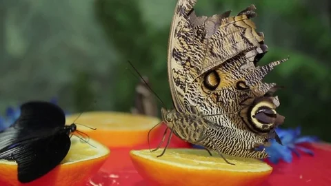 Owl butterfly Stock Footage