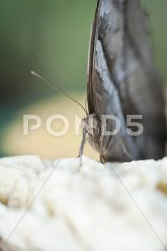 Owl butterfly frontal portrait Stock Photos