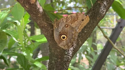 Owl butterfly with large eyespots resting on tree branch Stock Footage 335287424