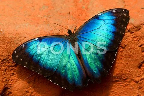Owl Butterfly Lat Caligo Eurilochus With Wings Wide Open To Absorb Solar Heat Stock Photos