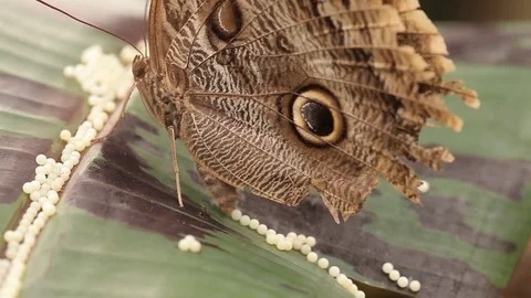 Owl butterfly laying eggs Stock Footage 78234808