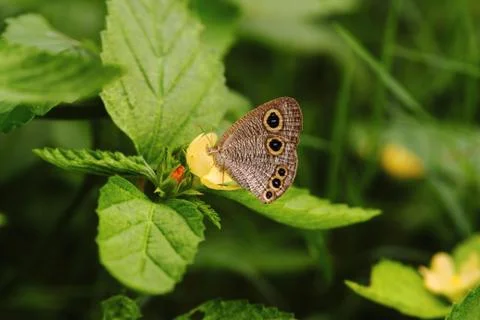 Owl Butterfly On A Leaf 스톡 사진