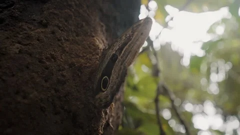 Owl Butterfly Perched On Tree Trunk In Amazon Jungle In South America. Stock Footage 247496492
