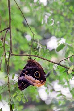 Owl Butterfly Stock Photos