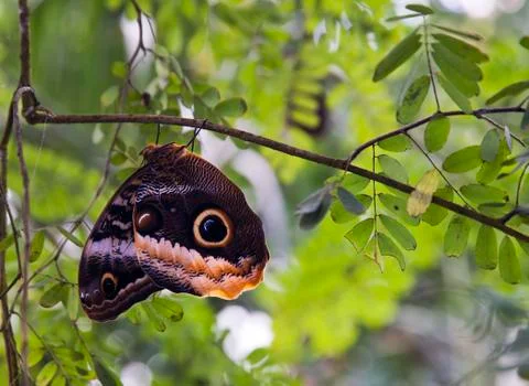 Owl Butterfly Stock Photos